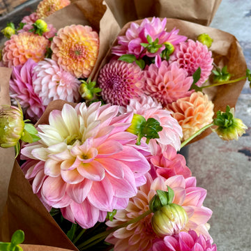 Dew Drop Farms Dahlia Bunch