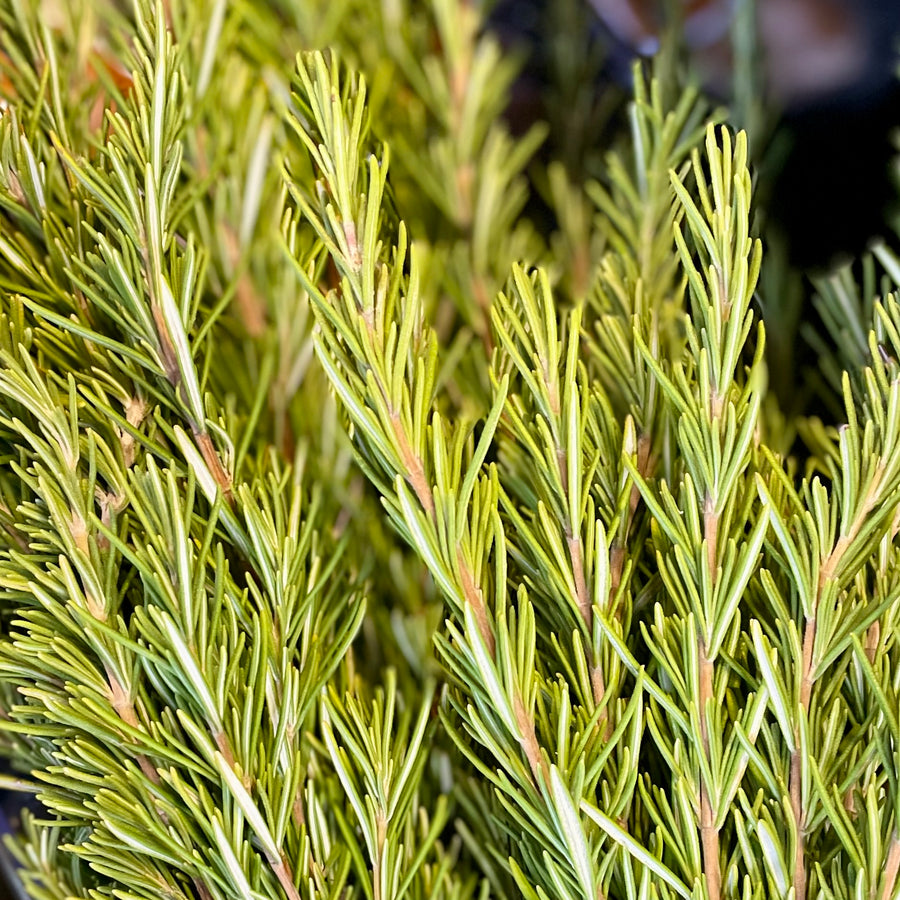 Seven Moon Farm Rosemary Bunch