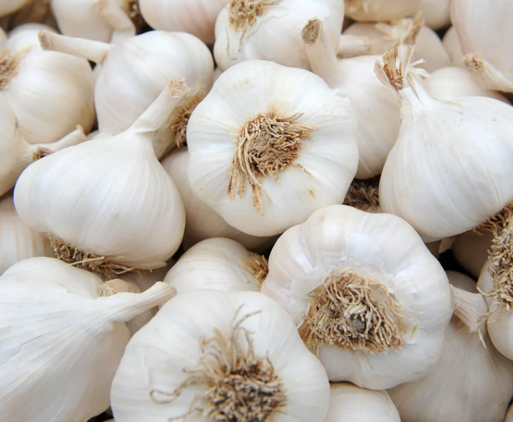 Organic Whole Colossal Garlic
