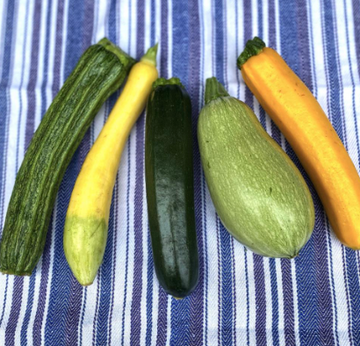 Singing Frogs Farm Summer Squash Mix/Per LB