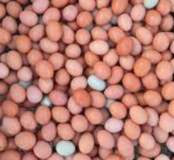 Reyes Farm Organic Large Eggs (12 pack)