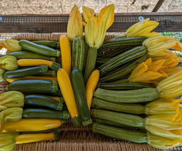 Russian River Organics Baby Summer Squash (Per LB)