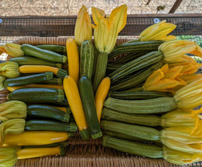 Russian River Organics Baby Summer Squash (Per LB)