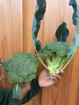 Front Porch Farm Organic Broccoli (Per LB)