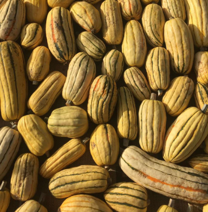 Kibo Farm Organic Winter Delicata Squash (Per LB)
