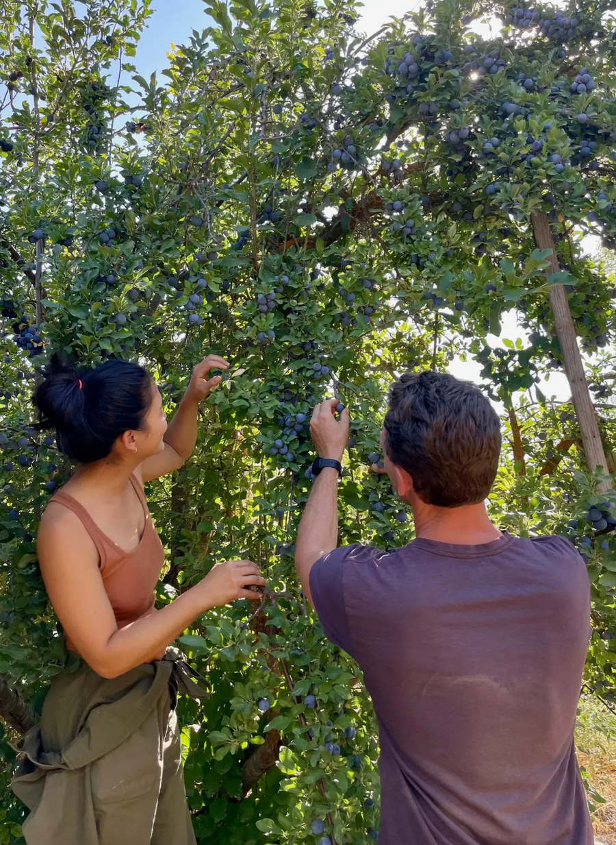 Sideyard Shrub Plum (ACV Fruit Vinegar)